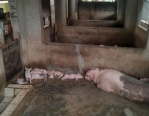 Diduga Kades Rajabasa Lama Lampung Timur Dapat Setoran Dari Peternak Babi Ilegal