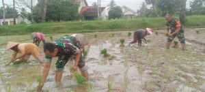 Wujud TNI Manunggal dengan Rakyat, Babinsa Bantu Petani Tanam Padi