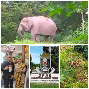 Maraknya Gajah Masuk Kebun Warga, PPWI Lamtim Berharap DPRD Lampung Timur Dapat Membantu Petani Carikan Solusi