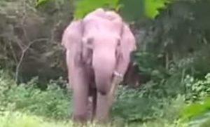 Gajah Liar TNWK Rusak Tanaman, Petani Desa Penyangga Menangis Gagal Panen
