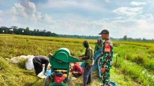 Maksimalkan Serapan Gabah, Babinsa Kodim 0429/Lamtim Gencar Laksanakan Sosialisasi Ke Petani