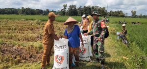 Dukung Serapan Gabah Oleh BULOG, Babinsa Koramil 06/PBL Dampingi Panen Padi