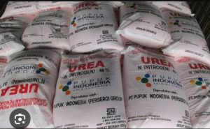 Mafia Pupuk Kian Merajalela! Petani Merbau Mataram Menjerit, Gubernur Lampung Diminta Bertindak Tegas!