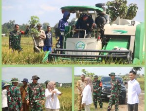 Kodim 0429/Lamtim Komitmen Sukseskan Serapan Gabah, Dandim Bersama Tim Bulog Monitoring Panen
